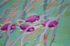 don't pollute our oceans